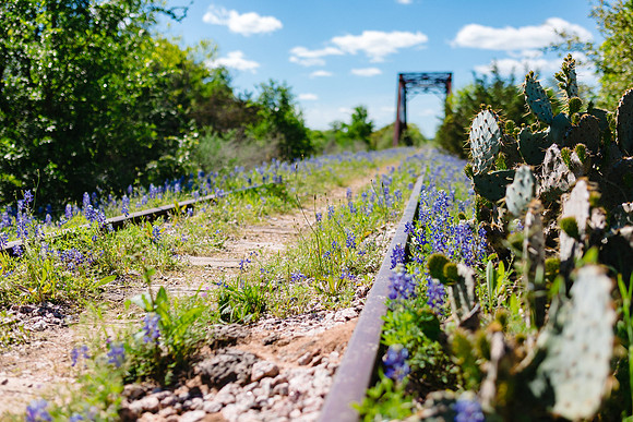 Bluebonnet Bridge Cactus 2