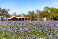 Bluebonnets