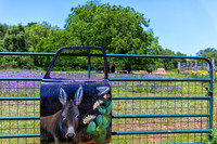 Donkey Door