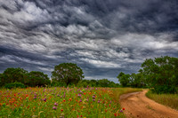Flowers and Crazy Clouds