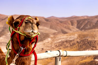 Camel in Israel