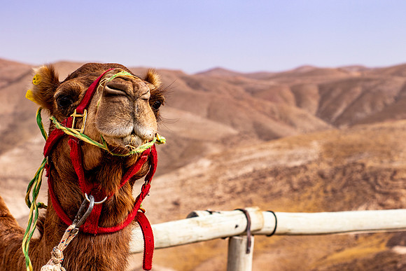 Camel in Israel