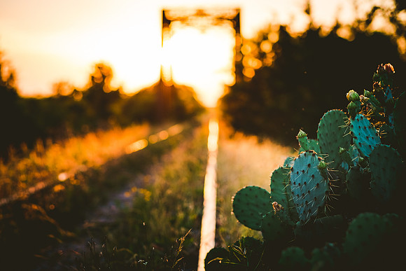 Llano Bridge  Cactus
