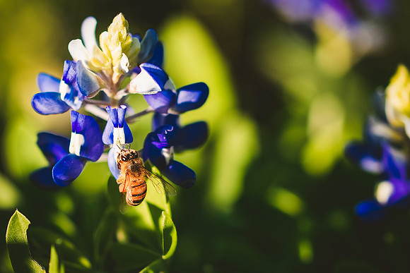 bees and bluebonnets close-1