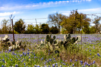 Bluebonnets