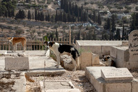 Graveyard Dogs