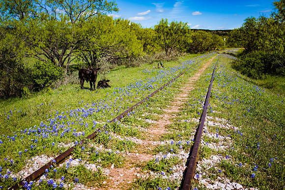 Bluebonnet RR Cows