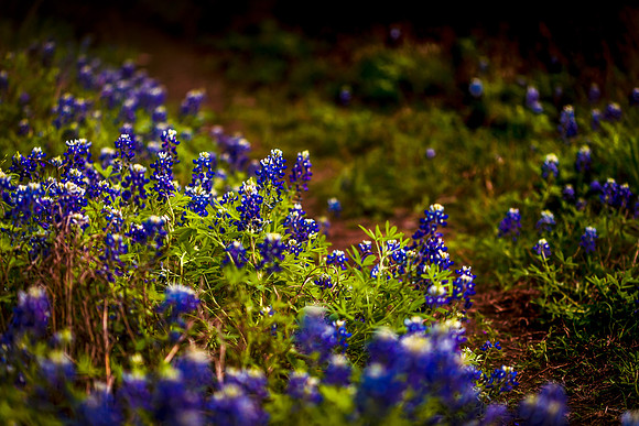 Bluebonnets Dark