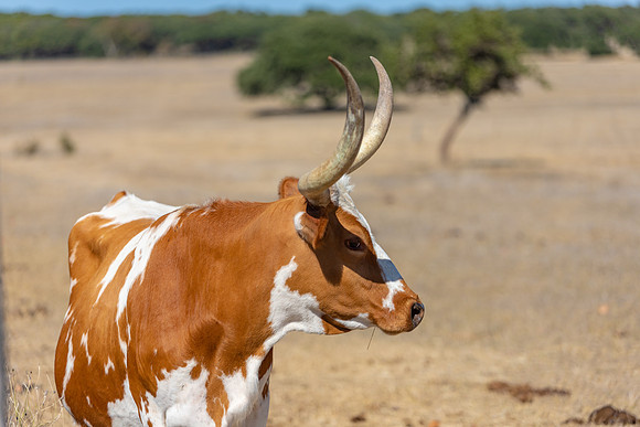 longhorns-1-3