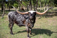 Longhorn-1-2