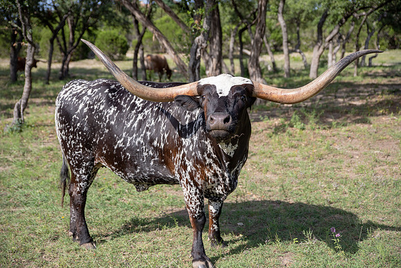 Longhorn-1-2