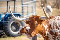 longhorns-1-11