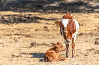 longhorns-1-6
