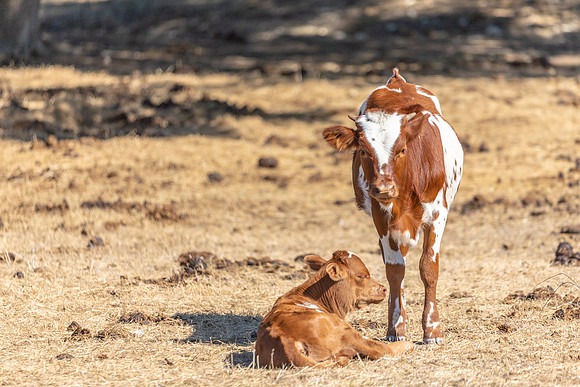 longhorns-1-6