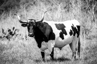 cows-1