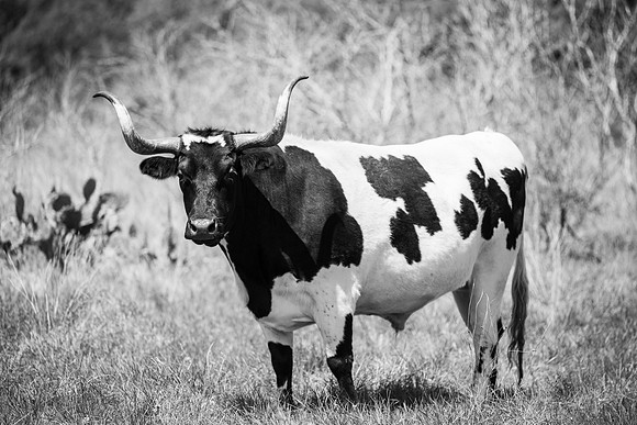 cows-1