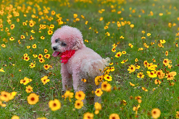 Daisy
