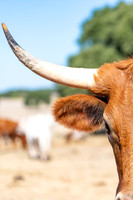 longhorns-1-9