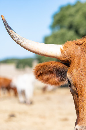 longhorns-1-9