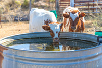 longhorns-1-2