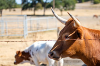 longhorns-1-8