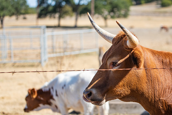longhorns-1-8