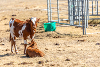 longhorns-1-5