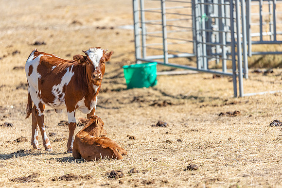 longhorns-1-5
