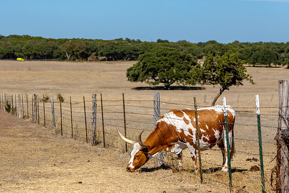 longhorns-1-10