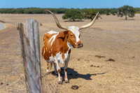 longhorns-1-4