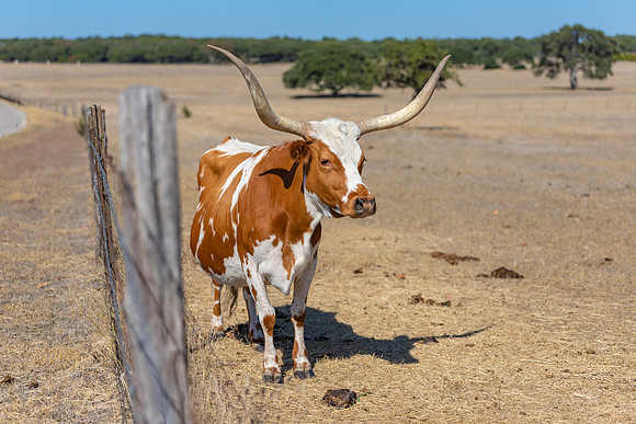 longhorns-1-4