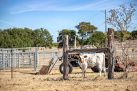 longhorns-1-12