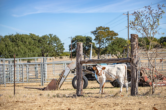 longhorns-1-12