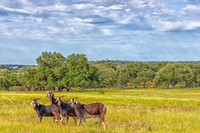 Goats off highway 150