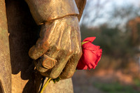 SRV Rose