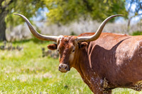 Nature/Wildlife